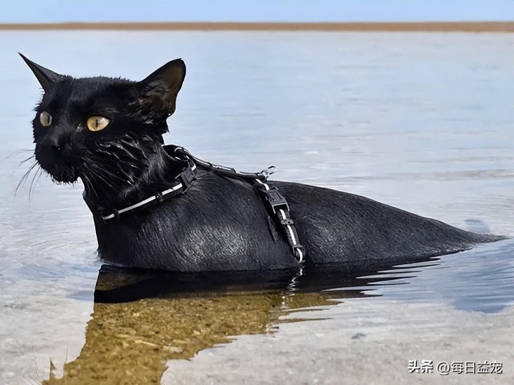 老奶奶意外失踪机智黑猫四处找人帮忙这才把人成功救出