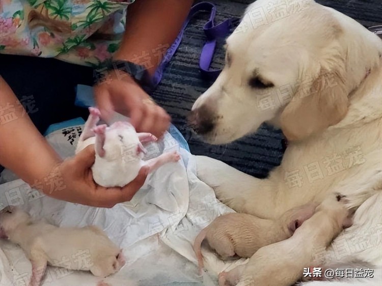 暖心！狗狗坐飞机意外分娩路人帮忙接生场面温馨又有爱