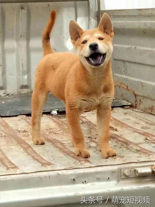 谁说土狗不行一只完胜日本柴犬秋田犬的中华田园犬