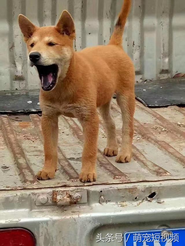 谁说土狗不行一只完胜日本柴犬秋田犬的中华田园犬