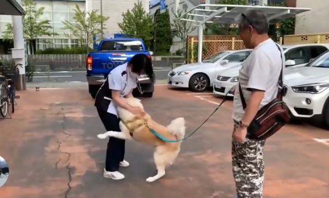 秋田犬到医院打针，中途换成“男医生”后，狗的表情发生了变化