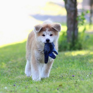 犬种百科之秋田犬