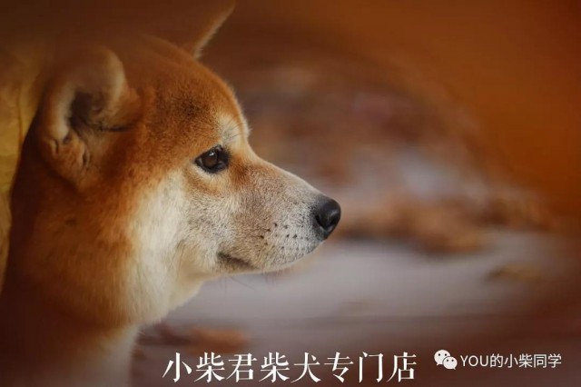 让你对柴犬有深刻的了解 你想养吗