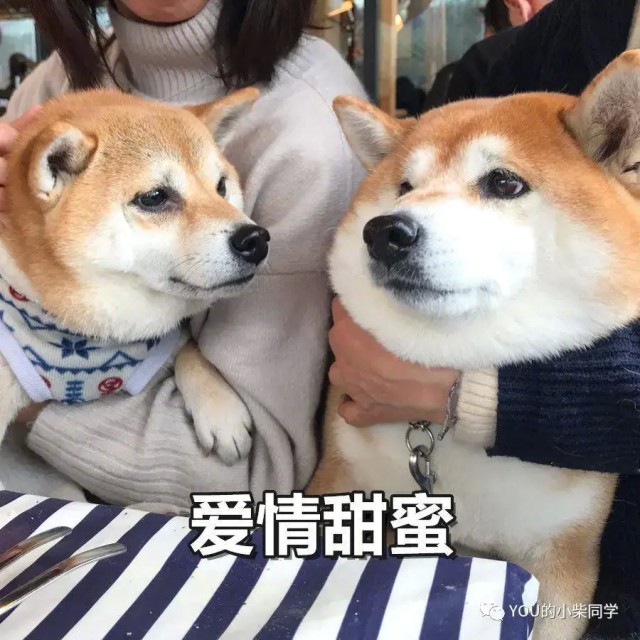 养柴犬专业知识分享！干货来了