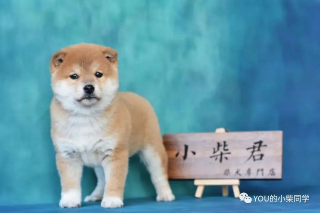 在上海养一只柴犬到底需要多大的开销呢