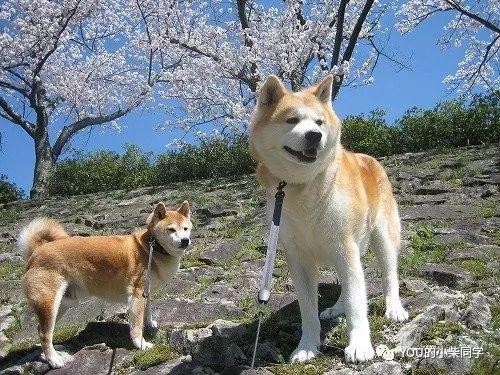 柴犬和秋田犬究竟有什么不同！