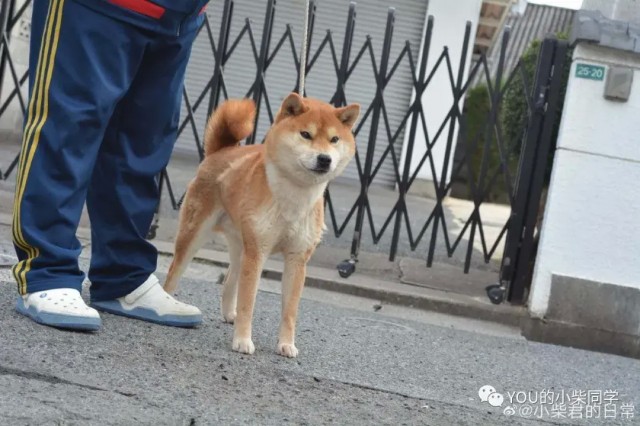 想养柴犬的家长必看！！如何挑选纯正柴犬