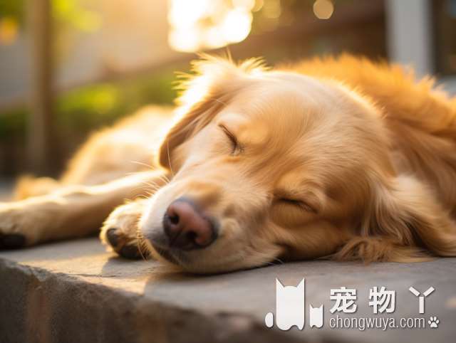 “秋田犬”为什么越来越少人养？主人：浑身是毛病！